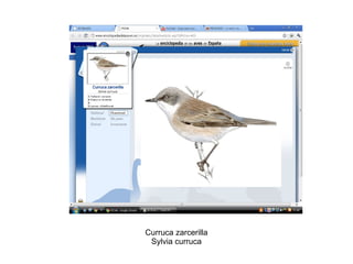 Curruca zarcerilla Sylvia curruca 