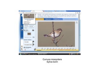 Curruca mosquitera Sylvia borin 