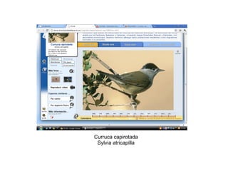 Curruca capirotada Sylvia atricapilla 