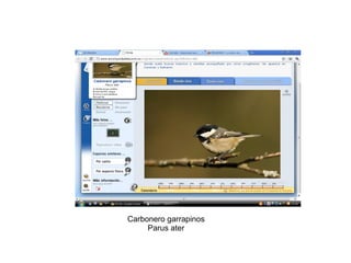 Carbonero garrapinos Parus ater 