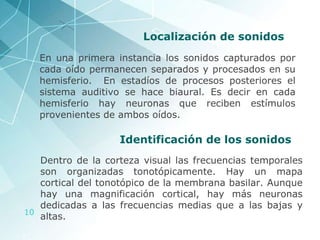 Localización de sonidos En una primera instancia los sonidos capturados por cada oído permanecen separados y procesados en su hemisferio.  En estadíos de procesos posteriores el sistema auditivo se hace biaural. Es decir en cada hemisferio hay neuronas que reciben estímulos provenientes de ambos oídos.  Identificación de los sonidos Dentro de la corteza visual las frecuencias temporales son organizadas tonotópicamente. Hay un mapa cortical del tonotópico de la membrana basilar. Aunque hay una magnificación cortical, hay más neuronas dedicadas a las frecuencias medias que a las bajas y altas. 