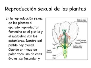 Reproducción sexual de las plantas En la reproducción sexual de las plantas el aparato reproductor femenino es el pistilo y el masculino son los estambres. Dentro del pistilo hay óvulos. Cuando un trozo de polen toca uno de esos óvulos, se fecundan y producen una fruta  