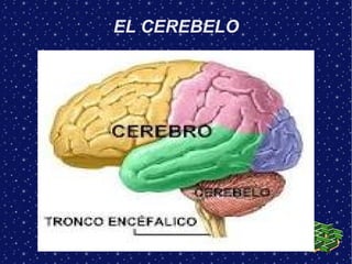 EL CEREBELO
 