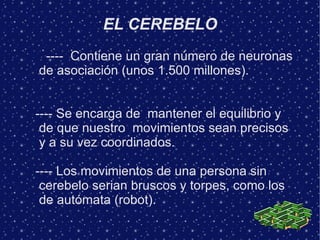 EL CEREBELO
 ---- Contiene un gran número de neuronas
de asociación (unos 1.500 millones).


---- Se encarga de mantener el equilibrio y
 de que nuestro movimientos sean precisos
 y a su vez coordinados.

---- Los movimientos de una persona sin
 cerebelo serian bruscos y torpes, como los
 de autómata (robot).
 