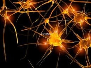 NEURONAS
 