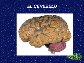 EL CEREBELO
 
