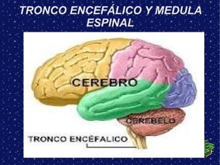 TRONCO ENCEFÁLICO Y MEDULA
         ESPINAL
 