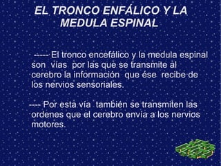EL TRONCO ENFÁLICO Y LA
     MEDULA ESPINAL

 ----- El tronco encefálico y la medula espinal
son vías por las que se transmite al
cerebro la información que ése recibe de
los nervios sensoriales.

---- Por esta vía también se transmiten las
 ordenes que el cerebro envía a los nervios
 motores.
 