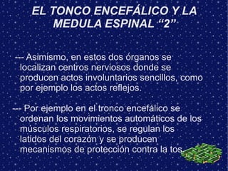 EL TONCO ENCEFÁLICO Y LA
        MEDULA ESPINAL “2”

--- Asimismo, en estos dos órganos se
  localizan centros nerviosos donde se
  producen actos involuntarios sencillos, como
  por ejemplo los actos reflejos.

--- Por ejemplo en el tronco encefálico se
   ordenan los movimientos automáticos de los
   músculos respiratorios, se regulan los
   latidos del corazón y se producen
   mecanismos de protección contra la tos.
 