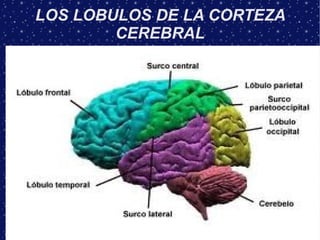 LOS LOBULOS DE LA CORTEZA
        CEREBRAL
 