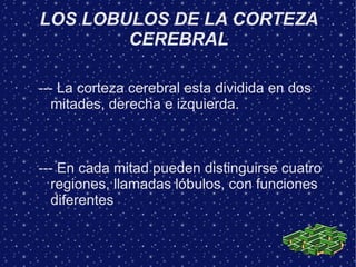 LOS LOBULOS DE LA CORTEZA
        CEREBRAL

--- La corteza cerebral esta dividida en dos
   mitades, derecha e izquierda.



--- En cada mitad pueden distinguirse cuatro
   regiones, llamadas lóbulos, con funciones
   diferentes
 