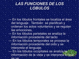 LAS FUNCIONES DE LOS
           LOBULOS

–- En los lóbulos frontales se localiza el área
   del lenguaje . También se planifican y
   ordenan los actos voluntarios y se regulan
   las emociones,
–- En los lóbulos parietales se analiza la
   información procedente del tacto
--- En los lóbulos temporales se procesa la
   información procedente del oído y se
   interpreta el lenguaje.
--- En los lóbulos occipitales se analiza la
   información de la vista y se interpreta lo que
 