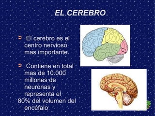 EL CEREBRO


➲    El cerebro es el
    centro nervioso
    mas importante.

➲  Contiene en total
  mas de 10.000
  millones de
  neuronas y
  representa el
80% del volumen del
  encéfalo
 