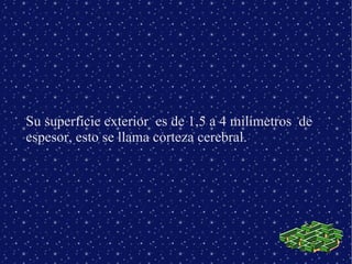 Su superficie exterior es de 1,5 a 4 milímetros de
espesor, esto se llama corteza cerebral.
 
