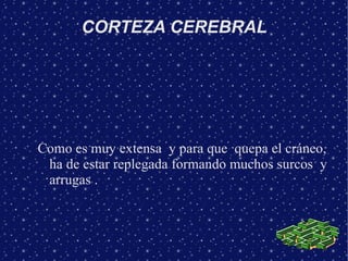CORTEZA CEREBRAL




Como es muy extensa y para que quepa el cráneo,
 ha de estar replegada formando muchos surcos y
 arrugas .
 