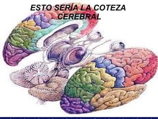 ESTO SERÍA LA COTEZA
      CEREBRAL
 