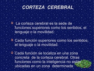 CORTEZA CEREBRAL


➲    La corteza cerebral es la sede de
    funciones superiores como los sentidos, el
    lenguaje o la movilidad.

➲   Cada función superiores como los sentidos,
    el lenguaje o la movilidad.

➲   Cada función se localiza en una zona
    concreta de la corteza cerebral. Otras
    funciones como la inteligencia no están
    ubicadas en un zona determinada
 