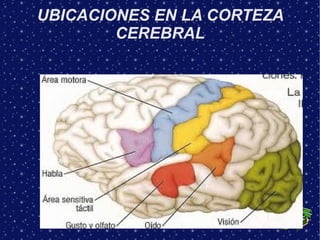 UBICACIONES EN LA CORTEZA
        CEREBRAL
 