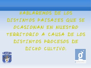 HABLAREMOS DE LOS
DISTINTOS PAISAJES QUE SE
  OCASIONAN EN NUESTRO
TERRITORIO A CAUSA DE LOS
  DISTINTOS PROCESOS DE
     DICHO CULTIVO.
 