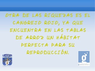 OTRA DE LAS RIQUEZAS ES EL
  CANGREJO ROJO, YA QUE
 ENCUENTRA EN LAS TABLAS
   DE ARROZ UN HÁBITAT
    PERFECTA PARA SU
      REPRODUCCIÓN.
 