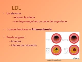 LDL
• Un ateroma:
      - obstruir la arteria
      - sin riego sanguíneo un parte del organismo.

• ↑ concentraciones = Arterosclerosis.

• Puede originar :
    - trombos
    - infartos de miocardio.




                                  Imagen: Arterosclerosis
 