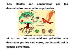 Las
●      plantas   son   consumidas     por    los
denominados consumidores primarios...




A su vez, los consumidores primarios son
●



devorados por los carnívoros, continuando así la
cadena alimenticia.
 