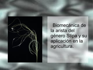 Biomecánica de
la arista del
género Stipa y su
aplicación en la
agricultura.
 