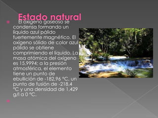       El oxígeno gaseoso se
    condensa formando un
    líquido azul pálido
    fuertemente magnético. El
    oxígeno sólido de color azul
    pálido se obtiene
    comprimiendo el líquido. La
    masa atómica del oxígeno
    es 15,9994; a la presión
    atmosférica, el elemento
    tiene un punto de
    ebullición de -182,96 °C, un
    punto de fusión de -218.4
    °C y una densidad de 1,429
    g/l a 0 °C.

 