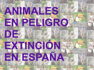 ANIMALES
EN PELIGRO
DE
EXTINCIÓN
EN ESPAÑA
 