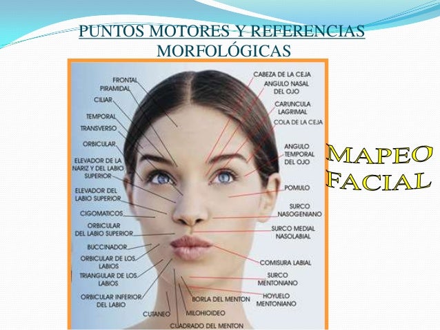 Puntos Motores De La Cara En Paralisis Facial www.slideshare.net