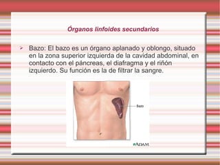 Órganos linfoides secundarios
➢ Bazo: El bazo es un órgano aplanado y oblongo, situado
en la zona superior izquierda de la cavidad abdominal, en
contacto con el páncreas, el diafragma y el riñón
izquierdo. Su función es la de filtrar la sangre.
 