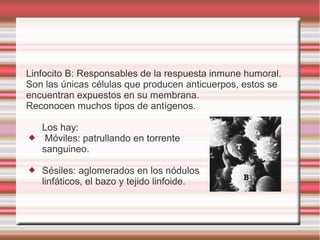Linfocito B: Responsables de la respuesta inmune humoral.
Son las únicas células que producen anticuerpos, estos se
encuentran expuestos en su membrana.
Reconocen muchos tipos de antígenos.
Los hay:
 Móviles: patrullando en torrente
sanguineo.
 Sésiles: aglomerados en los nódulos
linfáticos, el bazo y tejido linfoide.
 