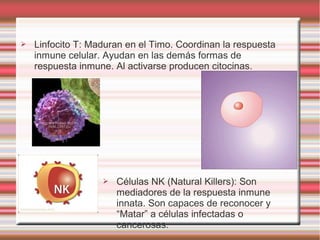 ➢ Linfocito T: Maduran en el Timo. Coordinan la respuesta
inmune celular. Ayudan en las demás formas de
respuesta inmune. Al activarse producen citocinas.
➢ Células NK (Natural Killers): Son
mediadores de la respuesta inmune
innata. Son capaces de reconocer y
“Matar” a células infectadas o
cancerosas.
 