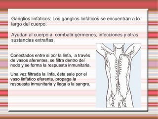 Ganglios linfáticos: Los ganglios linfáticos se encuentran a lo
largo del cuerpo.
Ayudan al cuerpo a combatir gérmenes, infecciones y otras
sustancias extrañas.
Conectados entre si por la linfa, a través
de vasos aferentes, se filtra dentro del
nodo y se forma la respuesta inmunitaria.
Una vez filtrada la linfa, ésta sale por el
vaso linfático eferente, propaga la
respuesta inmunitaria y llega a la sangre.
 