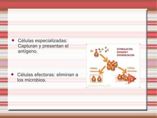  Células especializadas:
Capturan y presentan el
antígeno.
 Células efectoras: eliminan a
los microbios.
 