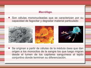 Macrófago.
 Son células mononucleadas que se caracterizan por su
capacidad de fagocitar y degradar material particulado
 Se originan a partir de células de la médula ósea que dan
origen a los monocitos de la sangre los que luego migran
desde el lumen de los capilares sanguíneos al tejido
conjuntivo donde terminan su diferenciación.
 
