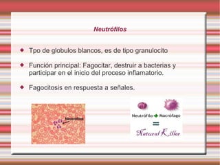 Neutrófilos
 Tpo de globulos blancos, es de tipo granulocito
 Función principal: Fagocitar, destruir a bacterias y
participar en el inicio del proceso inflamatorio.
 Fagocitosis en respuesta a señales.
 