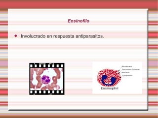 Eosinofilo
 Involucrado en respuesta antiparasitos.
 