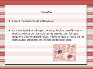 Basófilo
 Libera mediadores de inflamación.
 La característica principal de los gránulos basófilos es su
metacromasia con los colorantes azules, con los que
adquiere una tonalidad rojiza, mientras que el resto de las
estructuras celulares se tintilde;en de color azul.
 