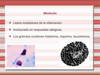 Mastocito
 Libera mediadores de la inflamación.
 Involucrado en respuestas alérgicas.
 Los gránulos contienen histamina, heparina, leucotrienos.
 