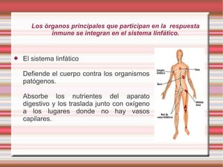 Los órganos principales que participan en la respuesta
inmune se integran en el sistema linfático.
 El sistema linfático
Defiende el cuerpo contra los organismos
patógenos.
Absorbe los nutrientes del aparato
digestivo y los traslada junto con oxígeno
a los lugares donde no hay vasos
capilares.
 