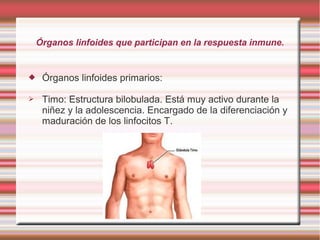 Órganos linfoides que participan en la respuesta inmune.
 Órganos linfoides primarios:
➢ Timo: Estructura bilobulada. Está muy activo durante la
niñez y la adolescencia. Encargado de la diferenciación y
maduración de los linfocitos T.
 