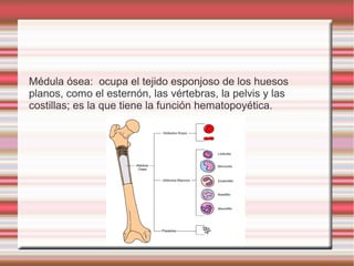 Médula ósea: ocupa el tejido esponjoso de los huesos
planos, como el esternón, las vértebras, la pelvis y las
costillas; es la que tiene la función hematopoyética.
 