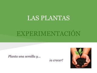 LAS PLANTAS
EXPERIMENTACIÓN

Planta una semilla y…
¡a crecer!

 