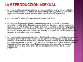

La reproducción asexual consiste en la reproducción de la cría sin necesidad de la
unión de dos gametos. Es común en los microorganismos, plantas y animales de
organización simple. Puede llevarse a efecto por diversos específicos.



REPRODUCCIÓN ASEXUAL EN ORGANISMOS UNICELULARES.



El método más generalizada de reproducción asexual entre los organismos
unicelulares es la fisión. El organismo se divide en dos partes aproximadamente
iguales. Cada una de estas crece hasta alcanzar el tamaño completo y el proceso
puede renovarse. Bajo condiciones ideales, las bacterias pueden reproducirse por
fisión cada veinte o treinta minutos. La amiba y la mayoría de los demás protozoos
también se reproducen de esta manera.



La reproducción asexual de las células de la levadura ocurre mediante gemación. La
gemación difiere de la fisión en que las dos partes producidas no son de igual
tamaño. En las células de levadura se forma un abultamiento que se denomina yema
en cierta porción de la pared. El núcleo de la célula progenitora se divide y uno de
los núcleos hijos pasa a la yema. Bajo condiciones favorables, la yema puede
producir a la vez otra yema antes de que se separe finalmente de la célula
progenitora.

 