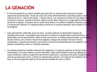 

El termino gemación se utiliza también para describir la reproducción asexual de muchos
organismos multicelulares. Trozos de carne de cerdo deficientemente conocidos pueden contener
cisticercos de la <<taenia del cerdo>>, Taenia solium. Los cisticercos constan de una cápsula que
contiene el escolex. Cuando el hombre ingiere uno de tales cisticercos, el jugo gástrico disuelve la
pared de la cápsula. El escolex da la vuelta hacia afuera y se adhiere mediante ventosos y ganchos
a la pared del intestino. En seguida produce yemas en su extremo posterior que reciben el nombre
de proglotis.



Estas permanecen adheridas unas con otras. Cuando maduran se desarrollan órganos de
reproducción sexual. Los proglotis que alcanzan la madurez se desprenden eventualmente y son
expulsados con los excrementos. Antes de que esto ocurra, la cadena puede alcanzar una longitud
de seis metros y de contener más de mil proglotis. Aunque solo existen nervios en forma
rudimentaria, órganos excretorios y estructuras musculares compartidas por los proglotis, estos
pueden considerarse como un individuo separado.



Las plantas presentan también reproducción vegetativa. En algunas especies se forman tallos
horizontales, los cuales originan nuevos individuos. Estos tallos pueden crecer por debajo del
suelo (trizomas) o sobre la superficie del terreno (estolones). Las plantas de jardín bryophillum se
vale de sus hojas para llevar a efecto la reproducción asexual. A lo largo de los márgenes de la
hoja se forman pequeñas replicas de las plantas dotadas de raíces y tallos.

 