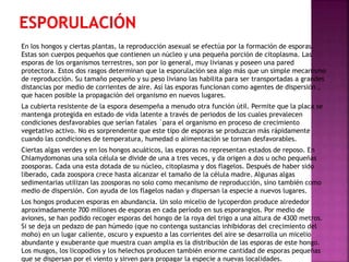 En los hongos y ciertas plantas, la reproducción asexual se efectúa por la formación de esporas.
Estas son cuerpos pequeños que contienen un núcleo y una pequeña porción de citoplasma. Las
esporas de los organismos terrestres, son por lo general, muy livianas y poseen una pared
protectora. Estos dos rasgos determinan que la esporulación sea algo más que un simple mecanismo
de reproducción. Su tamaño pequeño y su peso liviano las habilita para ser transportadas a grandes
distancias por medio de corrientes de aire. Así las esporas funcionan como agentes de dispersión ,
que hacen posible la propagación del organismo en nuevos lugares.
La cubierta resistente de la espora desempeña a menudo otra función útil. Permite que la placa se
mantenga protegida en estado de vida latente a través de periodos de los cuales prevalecen
condiciones desfavorables que serían fatales `para el organismo en proceso de crecimiento
vegetativo activo. No es sorprendente que este tipo de esporas se produzcan más rápidamente
cuando las condiciones de temperatura, humedad o alimentación se tornan desfavorables.

Ciertas algas verdes y en los hongos acuáticos, las esporas no representan estados de reposo. En
Chlamydomonas una sola célula se divide de una a tres veces, y da origen a dos u ocho pequeñas
zoosporas. Cada una esta dotada de su núcleo, citoplasma y dos flagelos. Después de haber sido
liberado, cada zoospora crece hasta alcanzar el tamaño de la célula madre. Algunas algas
sedimentarias utilizan las zoosporas no solo como mecanismo de reproducción, sino también como
medio de dispersión. Con ayuda de los flagelos nadan y dispersan la especie a nuevos lugares.
Los hongos producen esporas en abundancia. Un solo micelio de lycoperdon produce alrededor
aproximadamente 700 millones de esporas en cada período en sus esporangios. Por medio de
aviones, se han podido recoger esporas del hongo de la roya del trigo a una altura de 4300 metros.
Si se deja un pedazo de pan húmedo (que no contenga sustancias inhibidoras del crecimiento del
moho) en un lugar caliente, oscuro y expuesto a las corrientes del aire se desarrolla un micelio
abundante y exuberante que muestra cuan amplia es la distribución de las esporas de este hongo.
Los musgos, los licopodios y los helechos producen también enorme cantidad de esporas pequeñas
que se dispersan por el viento y sirven para propagar la especie a nuevas localidades.

 