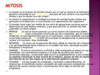 














La mitosis es el proceso de división celular por el cual se conserva la información
genética contenida en sus cromosomas, que pasa de esta manera a las sucesivas
células a que la mitosis va a dar origen.
La mitosis es igualmente un verdadero proceso de multiplicación celular que
participa en el desarrollo, el crecimiento y la regeneración del organismo.
El proceso tiene lugar por medio de una serie de operaciones sucesivas que se
desarrollan de una manera continua, y que para facilitar su estudio han sido
separadas en varias etapas.
PROFASE
En ella se hacen patentes un cierto número de filamentos dobles:
los cromosomas.Cada cromosoma constituído por dos cromátidas, que se mantienen
unidas por un estrangulamiento que es el centrómero. Cada cromátida corresponde
a una larga cadena de ADN. Al final de la profase ha desaparecido la membrana
nuclear y el nucléolo. muy condensada
METAFASE
Se inicia con la aparición del huso, dónde se insertan los cromosomas
y se van desplazando hasta situarse en el ecuador del huso, formando la placa
metafásica o ecuatorial.
ANAFASE
En ella el centrómero se divide y cada cromosoma se separa en sus dos
cromátidas. Los centrómeros emigran a lo largo de las fibras del huso en
direcciones opuestas, arrastrando cada uno en su desplazamiento a una cromátida.
La anafase constituye la fase crucial de la mitosis, porque en ella se realiza la
distribución de las dos copias de la información genética original.
TELOFASE
Los dos grupos de cromátidas, comienzan a descondensarse, se
reconstruye la membrana nuclear, alrededor de cada conjunto cromosómico, lo cual
definirá los nuevos núcleos hijos. A continuación tiene lugar la división del
citoplasma.

 