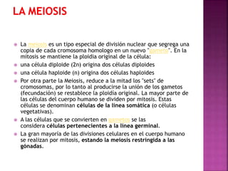 








La meiosis es un tipo especial de división nuclear que segrega una
copia de cada cromosoma homologo en un nuevo "gameto". En la
mitosis se mantiene la ploidia original de la célula:
una célula diploide (2n) origina dos células diploides
una célula haploide (n) origina dos células haploides
Por otra parte la Meiosis, reduce a la mitad los "sets" de
cromosomas, por lo tanto al producirse la unión de los gametos
(fecundación) se restablece la ploidía original. La mayor parte de
las células del cuerpo humano se dividen por mitosis. Estas
células se denominan células de la línea somática (o células
vegetativas).
A las células que se convierten en gametos se las
considera células pertenecientes a la línea germinal.
La gran mayoría de las divisiones celulares en el cuerpo humano
se realizan por mitosis, estando la meiosis restringida a las
gónadas.

 