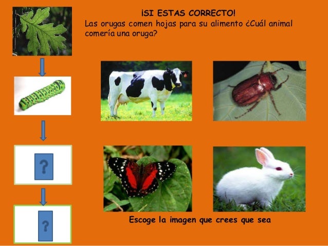 cadena trofica raton cadena trofica cadena trofica raton cadena trofica